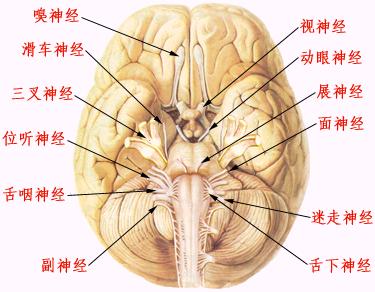 克罗伊茨费尔特-雅各布病