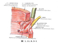 奥迪括约肌功能异常