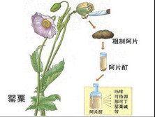 阿片类药物中毒