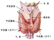 小儿甲状腺癌