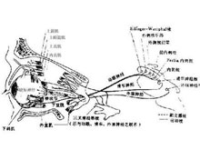 特发性震颤