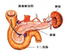 迷走胰腺