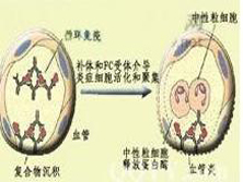 Ⅲ型超敏反应性疾病