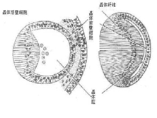 视盘发育异常