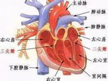 风湿性二尖瓣关闭不全