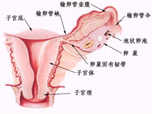 输卵管上举