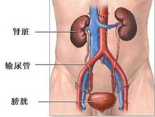 肾性脑病