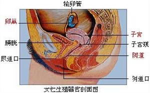 非器质性阴道痉挛