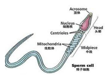 死精症