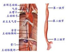 Barrett食管