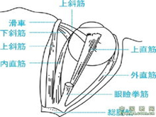 眼外肌病及弱视