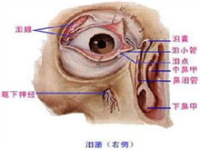 眼外肌发育不全