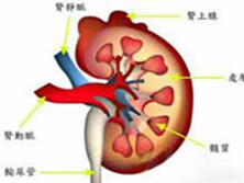 薄肾小球基底膜病