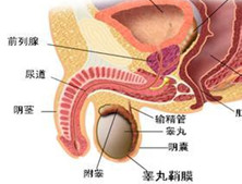 男性生殖腺机能减退症