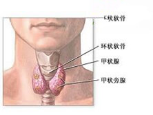 伴纤维囊性骨炎的假性甲状旁腺功能低下症