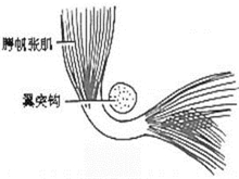 咽鼓管异常开放症