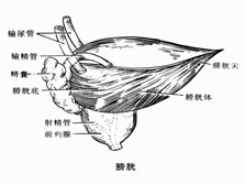 膀胱平滑肌瘤