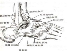 踝部急性韧带损伤