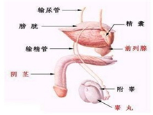 隐匿阴茎