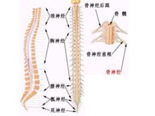 肝性脊髓病