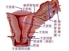 功能性子宫出血