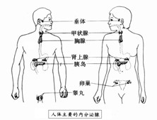 内分泌疾病