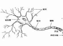 脑神经萎缩型脑瘫