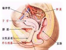 慢性盆腔炎