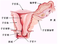 功能失调性子宫出血病