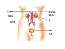 乙肝相关肾炎