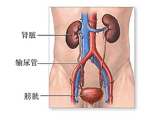 慢性肾衰竭