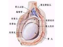 睾丸疼痛