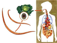 肠道蛔虫