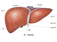 α1抗胰蛋白酶缺乏性肝病