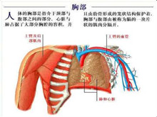 外源性变应性肺泡炎