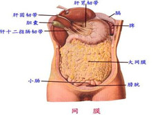 网膜扭转