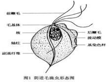 肠毛滴虫病