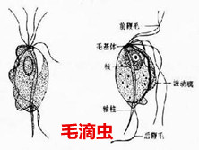 口腔毛滴虫病