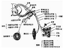 纯植物神经功能衰竭