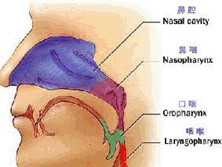 常年性鼻炎