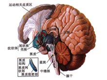 脑动脉痉挛