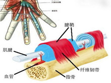 化脓性腱鞘炎