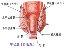 自身免疫性甲状腺疾病相关肾病