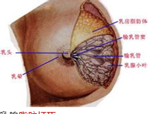 外伤性乳房脂肪坏死