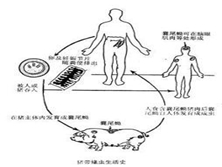 骨包囊虫病