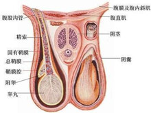 小儿先天性睾丸发育不全