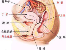 青少年及小儿阴道肉瘤
