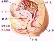 青少年及小儿阴道透明细胞癌