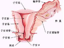 青春期功能失调性子宫出血