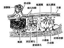 前置血管